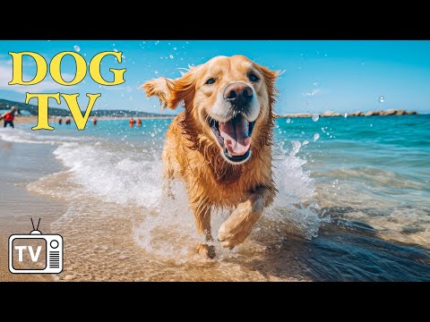 DOG TV: Video Entertain For Dogs – 24 Hrs of Soothing Music to Calm Anxiety for Dogs When Home Alone