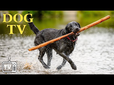 DOG TV: 12 Hours of Dogs Walking in Nature 🌳 Anti Anxiety Prevent Boredom With Movie & Music for Dog