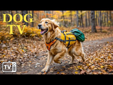 Virtual Dog TV: Cure Separation Anxiety For Dog with Virtual Dog Walking + Dog Calming Music Video