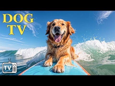 The Ultimate Dog Entertainment: TV for Dogs! Boredom Busting Videos for Dogs with Anti-Anxiety Music