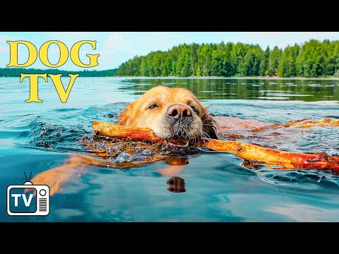 24H of Deep Separation Anxiety Music for Dog Relaxation: DOG TV – Fast-Boredom Busting Video for Dog