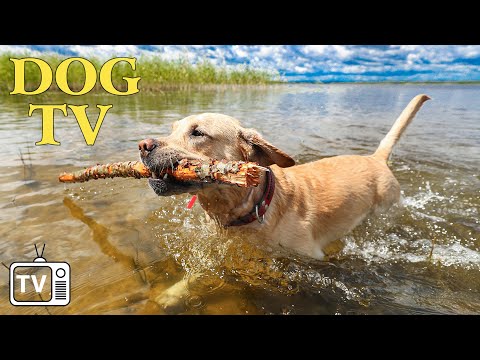 DOG TV: Best Dog Video Entertainment + The Ultimate Solution for Dogs With Anxiety When Home Alone