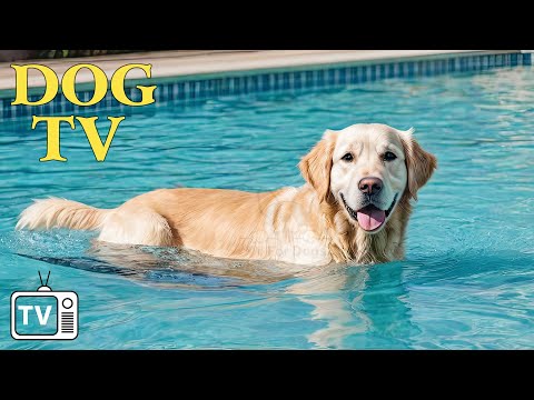 TV for Dogs with Separation Anxiety: Video Entertainment for Dogs + Music to Keep Your Dogs Happy