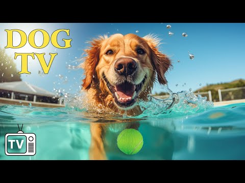 [LIVE] The Ultimate Dog TV: 12 Hours Dog TV & Cure Separation Anxiety of Dogs With Soothing Music