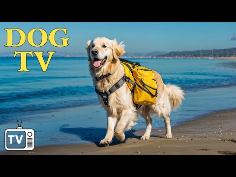 Virtual Dog TV: Virtual Dog Walk with Anti Anxiety Music for Dogs on The Beach – Best Music for Dogs