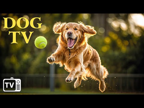 DOG TV: The Ultimate Anti Anxiety Music for Dog – Boredom Busting Videos for Dogs with Dogs Music !