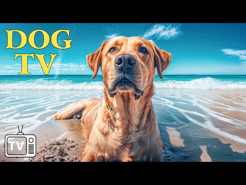 DOG TV: Best Video to Keep Your Dog Entertained & Relaxion + Calming Music for Dogs Alone at Home