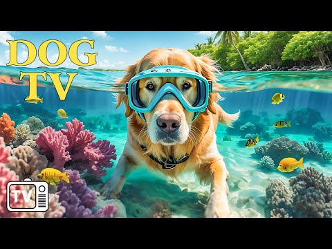 NEW – DOG TV: Relax your Dog with Music to Calm Anxiety for Dog! Ultimate Anti-Anxiety Video for D