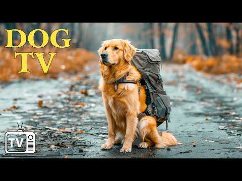 DOG TV: Video Virtual Dog Walk – Video Entertain for Dog to Reduce Stress & Anti-Anxiety Home Alone