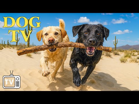 DOG TV: Relaxing Music & Fun Videos for Dogs – Keep Your Dog Happy and Calm When Home Alone