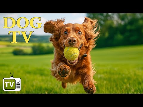 DOG TV: All-Day Dog TV with Relaxing Anti-Stress Music & Fun Videos to Keep Dogs Calm and Happy