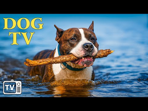 Happy Home Alone Dogs: All-Day Dog TV with Anti-Anxiety Music For Dog & Video to Calm and Engage Dog