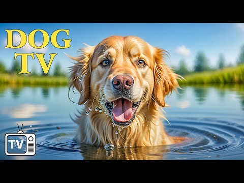 The Best Fun & Relaxing TV for Dogs! Cure Separation Anxiety Music to Calm Dogs with Video for Dogs